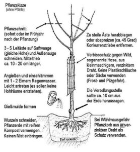 Obstbaumschnitt